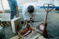 Grenztierarzt beim Überprüfen von Tiefkühlfleisch