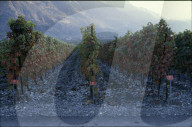 Rebberge in Miège, Wallis 1980