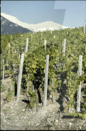 Rebberge in Miège, Wallis 1980