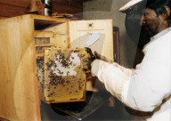 Demonstration von Bienenzucht an Apimondia-Kongress in Lausanne
