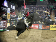 FEATURE - Harte Jungs auf wilden Rindern: Bullriding im Madison Square Garden