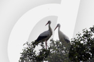 rdb00021116