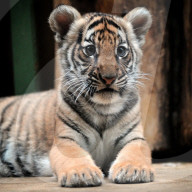 FEATURE - Früh übt sich: Sumatratigerbabys fletschen die Zähne