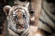 FEATURE - Früh übt sich: Sumatratigerbabys fletschen die Zähne