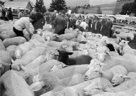 Schafscheid in Riffenmatt, 1970