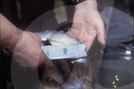 Elektronisches Prüfgerät für die Frische von Fisch 1996