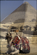 Kamel, 1990