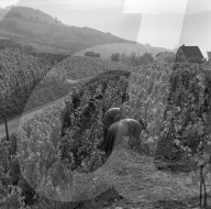 Weinlese in Riex im Lavaux, 1957