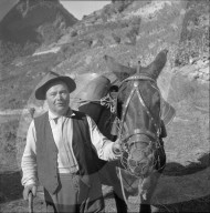 "Heidenwein": Maultier bei der Weinlese, 1956