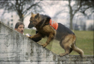 Hundeausbildner mit Polizeihund  bei der Ausbildung 1982
