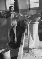 Maikäfer werden zu Futtermehl verarbeitet, 1942