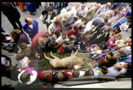 Menschenmenge um den toten, erschossenen Wolf; Hägendorf 1990