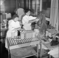 Bereitstellung von Bluttransfusionen für Ungarn, Bern 1956