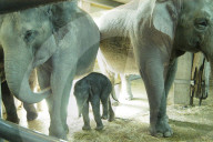 Elefanten-Baby Fahim im Zürcher Zoo 2005