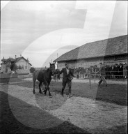 38. Marché-Concours Saignelégier, Vorführung, 1941