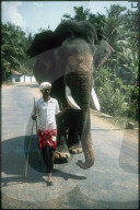 Man mit indischem Arbeitselefant, Indien 1981