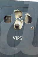 Schlittenhund in Käfig mit Aufschrift VIPS 1996