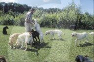 Christian Rüedi, Hundetrainer, beim Spielen mit Blindenführhunde 1985