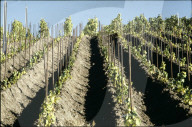 Rebberge in Miege, Wallis 1980
