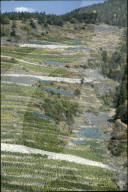 Rebberge in Miege, Wallis 1980