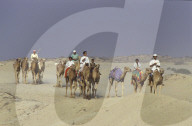 Kamele auf dem Weg zu einem Kamelrennen, VAE 1986