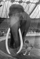 Cirkus Knie; Artistenkind mit Elefant 1963
