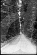 Strasse durch Tannenwald 1970