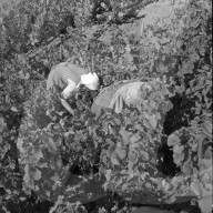 "Heidenwein": Winzerinnen bei der Weinlese, 1956