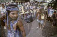 Indonesische Ureinwohner mit totem Wildschwein, Insel Alor, 1986