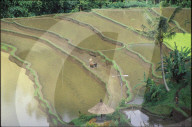 Bauer mit Ochsen in Reis-Terrassen-Feld, Indonesien, 1993