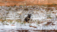 NEWS - Schnee in der Sahara