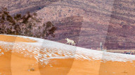 NEWS - Schnee in der Sahara