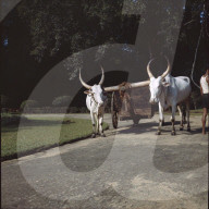 Zebus im botanischen Garten Peradeniya bei Kandy, Sri Lanka ca. 1960