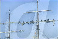 Matrosen in der Takelage der "Sedov" 1990