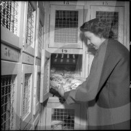 Genossenschaftliches Kühlhaus in Gollion 1957