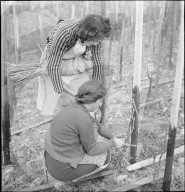 WK 2: Landhilfe; Freiwillige beim Rebstock anbinden, 1940