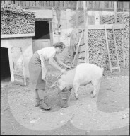 WK 2: Landhilfe; Frau füttert Schwein, 1939