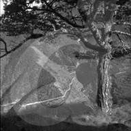 "Heidenwein": Rebberge und Wälder des Hohtenns, 1956