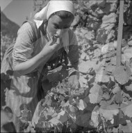"Heidenwein": Winzerin bei der Weinlese, 1956