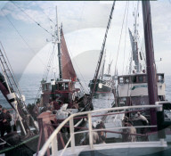 Heringfischerei in der Nordsee bei Scheveningen 1954
