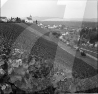 Dorf Rheinau mit Rebberg, 1959