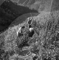 "Heidenwein": Weinlese am Hang des Hohtenn, 1956