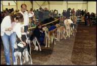 Internationale Hundeausstellung, Besitzer mit Saluki-Hunden, 1994