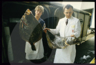 Giulio Bianchi kontrolliert Fischtrasnport für Comestible Bianchi, Zürich 1984