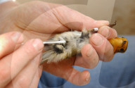 Untersuchung von Zugvögel in Lauwil BL, 2005
