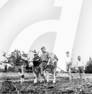 Knaben bei Feldarbeit mit Ochsen, 1942