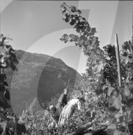"Heidenwein": Weinlese, 1956