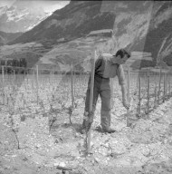 "Walliser Rebenkrieg": Vernichtung illegaler Reben, 1961