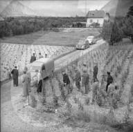 "Walliser Rebenkrieg": Rebberg von Winzer Rosset, 1961