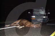 Totes Pferd nach Zusammenstoss mit Auto, 2005
